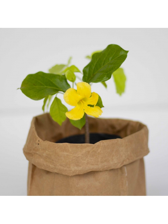 Cat's Claw (Uncaria Tomentosa)